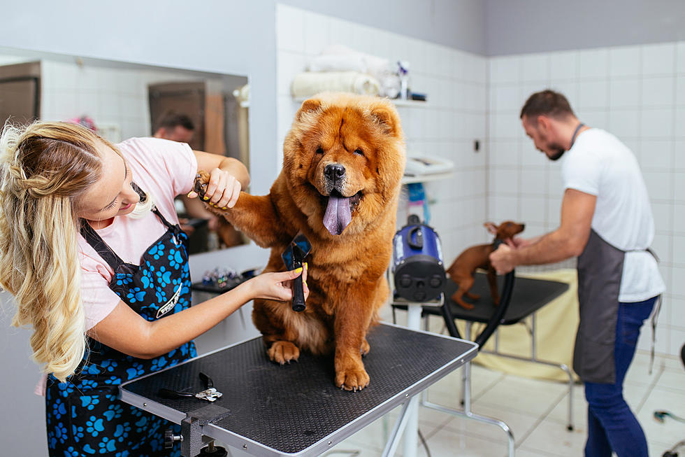 Mobile dog grooming miami