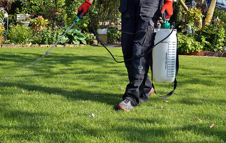 best strong weed killer
